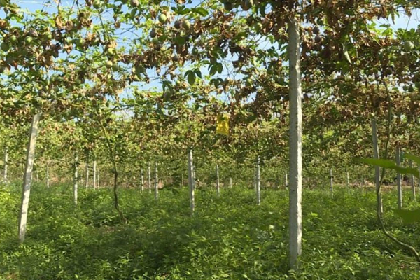 河源樹(shù)木種植基地消防維保 河源樹(shù)木種植基地消防維保