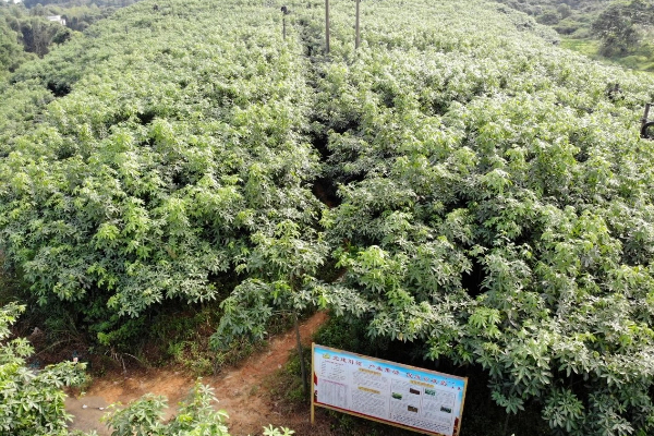 云浮苗木生產(chǎn)基地消防維保 云浮苗木生產(chǎn)基地消防維保